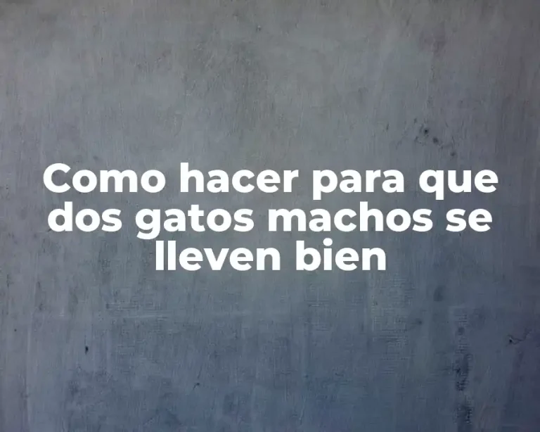 Como hacer para que dos gatos machos se lleven bien