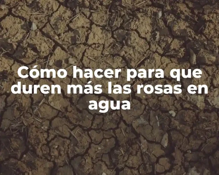 Cómo hacer para que duren más las rosas en agua