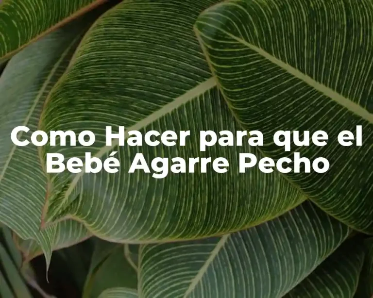 Como Hacer para que el Bebé Agarre Pecho