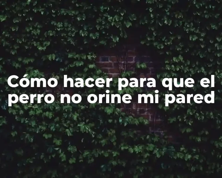 Cómo hacer para que el perro no orine mi pared