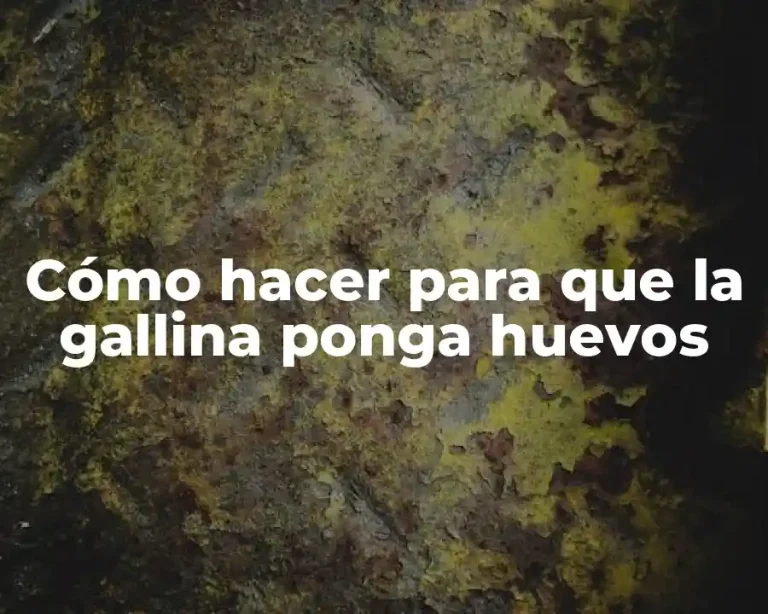 Cómo hacer para que la gallina ponga huevos