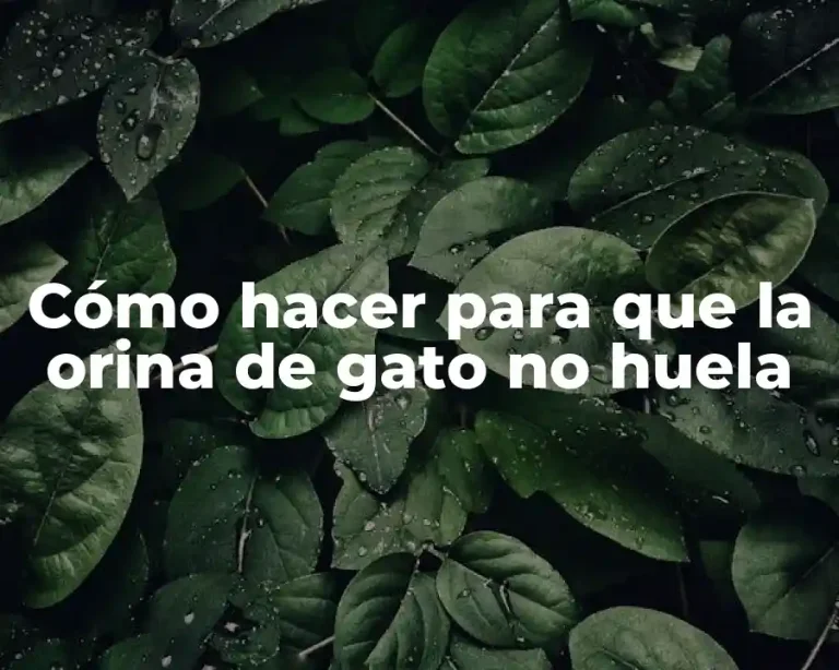 Cómo hacer para que la orina de gato no huela