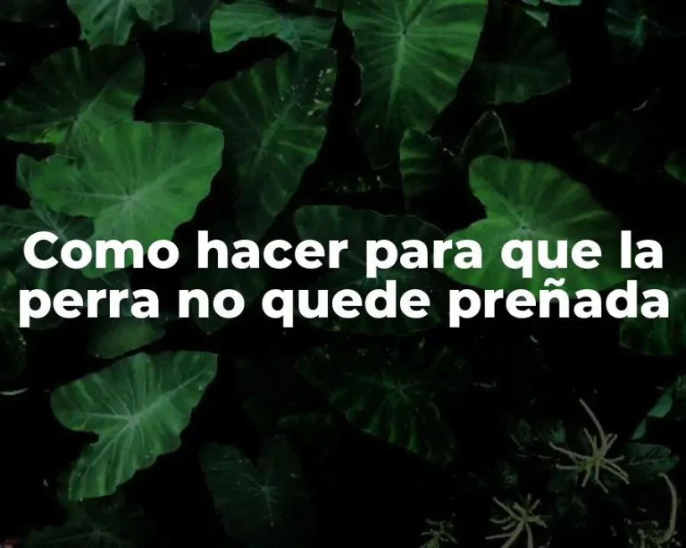 Como hacer para que la perra no quede preñada