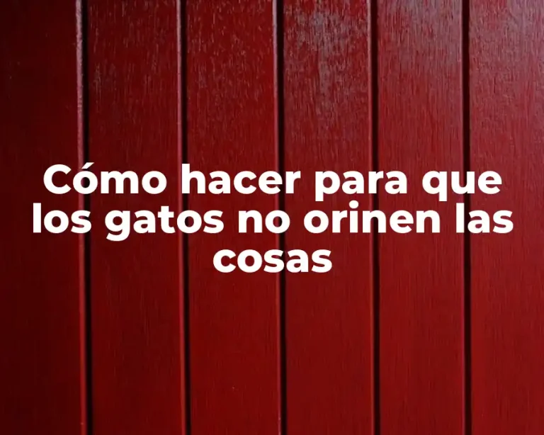 Cómo hacer para que los gatos no orinen las cosas