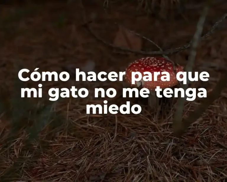 Cómo hacer para que mi gato no me tenga miedo