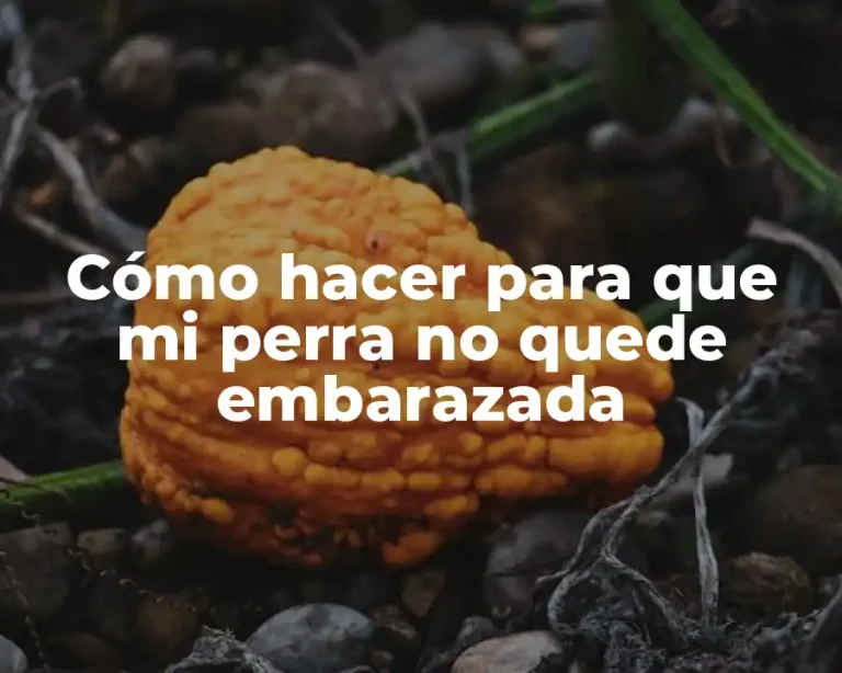 Cómo hacer para que mi perra no quede embarazada