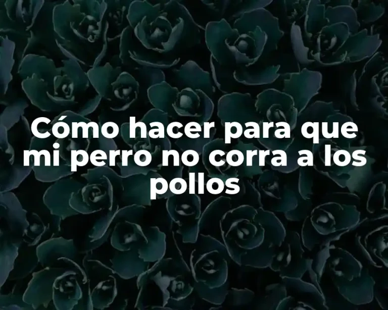 Cómo hacer para que mi perro no corra a los pollos