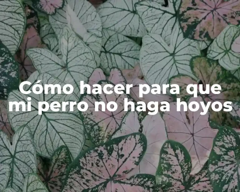 Cómo hacer para que mi perro no haga hoyos