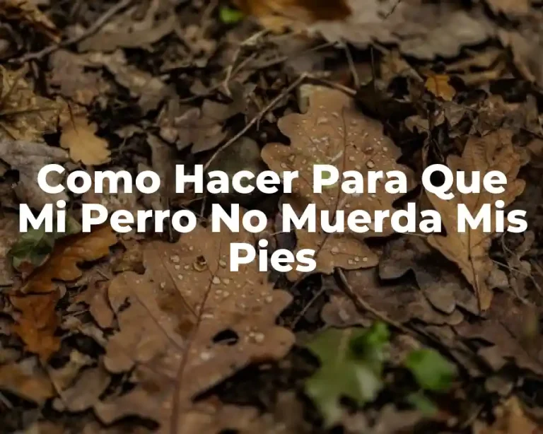 Como Hacer Para Que Mi Perro No Muerda Mis Pies