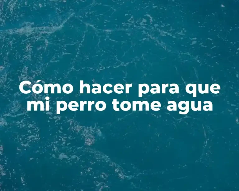 Cómo hacer para que mi perro tome agua