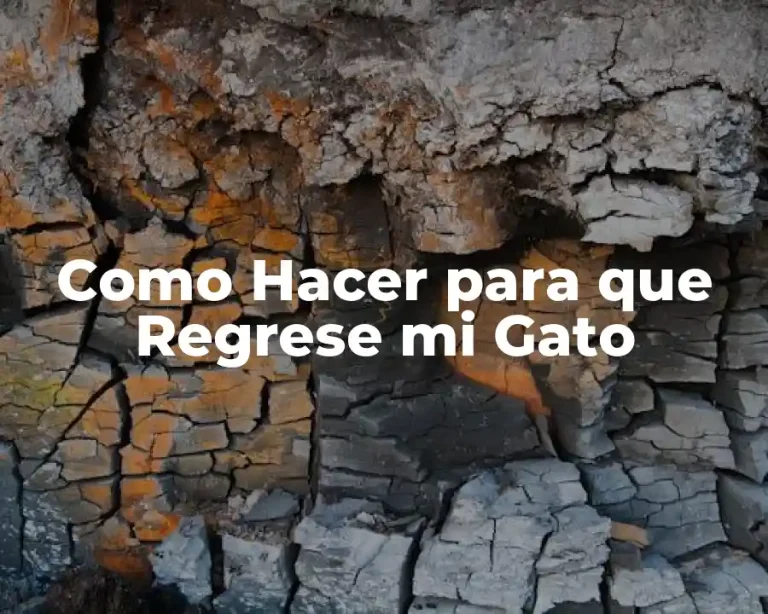 Como Hacer para que Regrese mi Gato