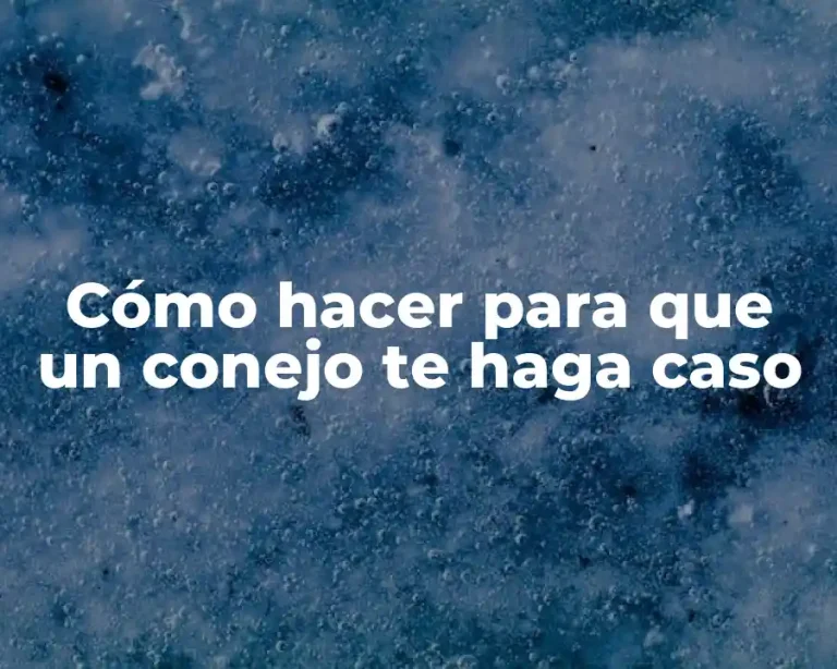 Cómo hacer para que un conejo te haga caso