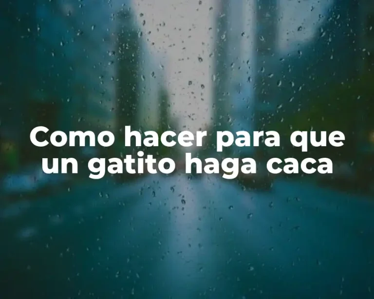 Como hacer para que un gatito haga caca