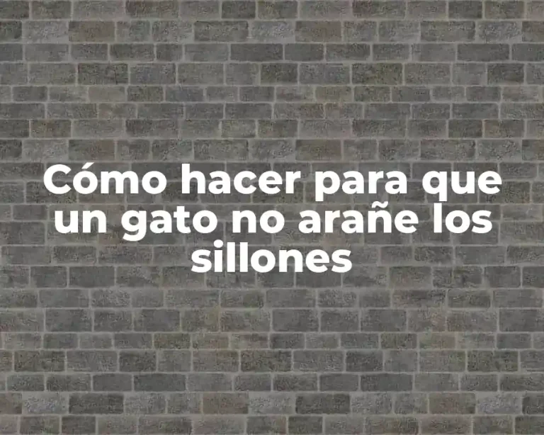 Cómo hacer para que un gato no arañe los sillones