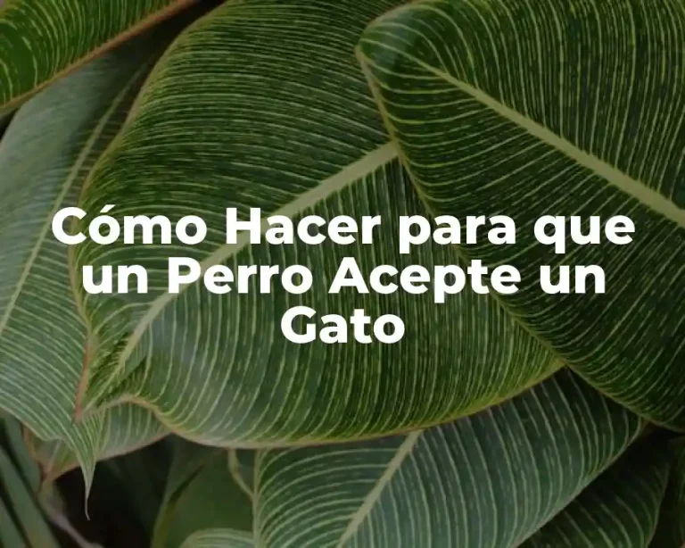 Cómo Hacer para que un Perro Acepte un Gato