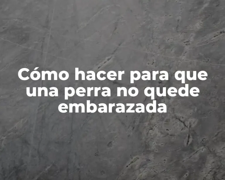 Cómo hacer para que una perra no quede embarazada