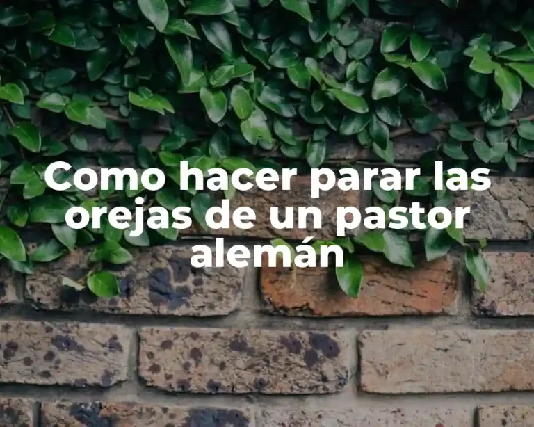 Como hacer parar las orejas de un pastor alemán