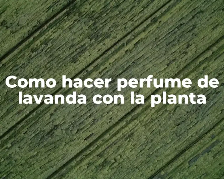 Como hacer perfume de lavanda con la planta