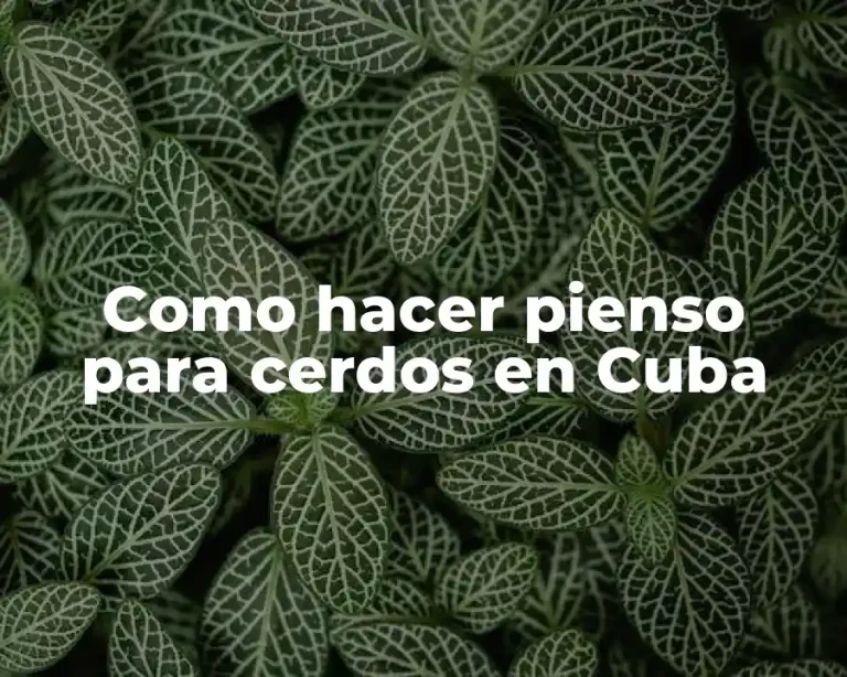 Como hacer pienso para cerdos en Cuba