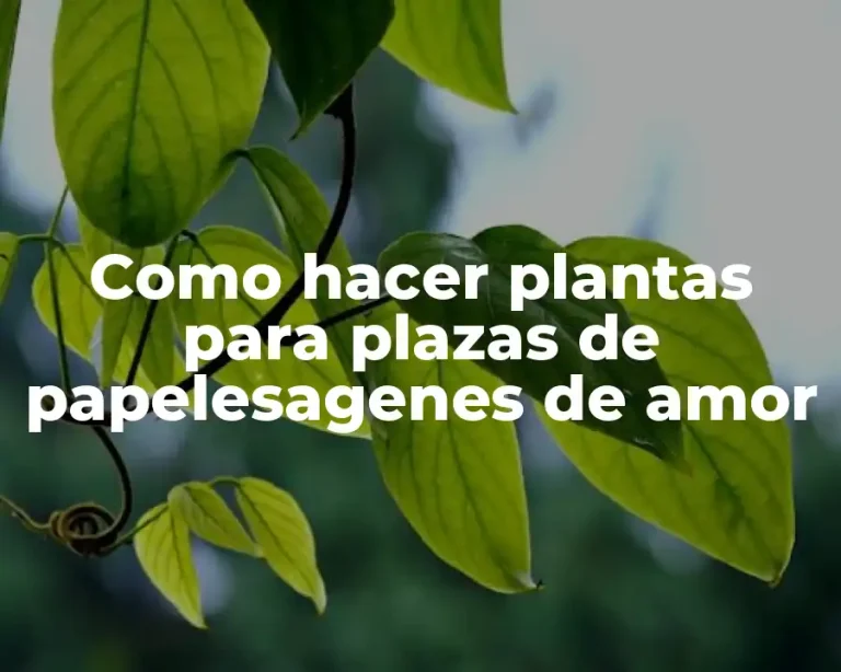 Como hacer plantas para plazas de papelesagenes de amor
