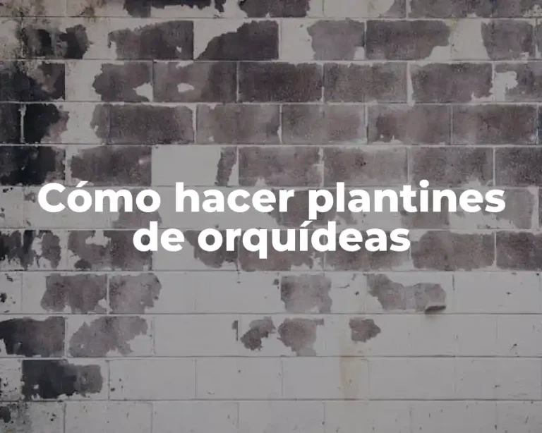 Cómo hacer plantines de orquídeas