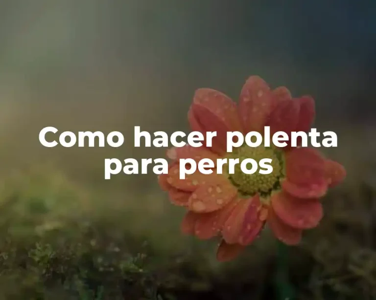 Como hacer polenta para perros