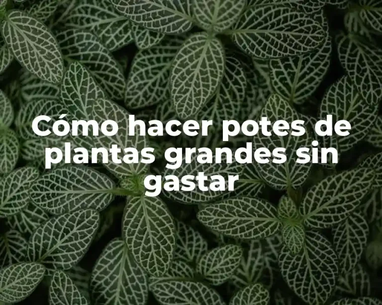 Cómo hacer potes de plantas grandes sin gastar