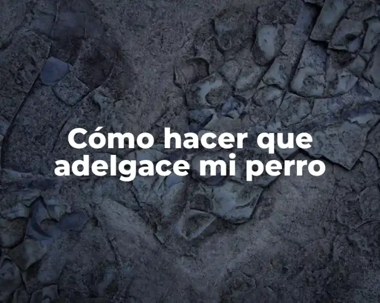 Cómo hacer que adelgace mi perro