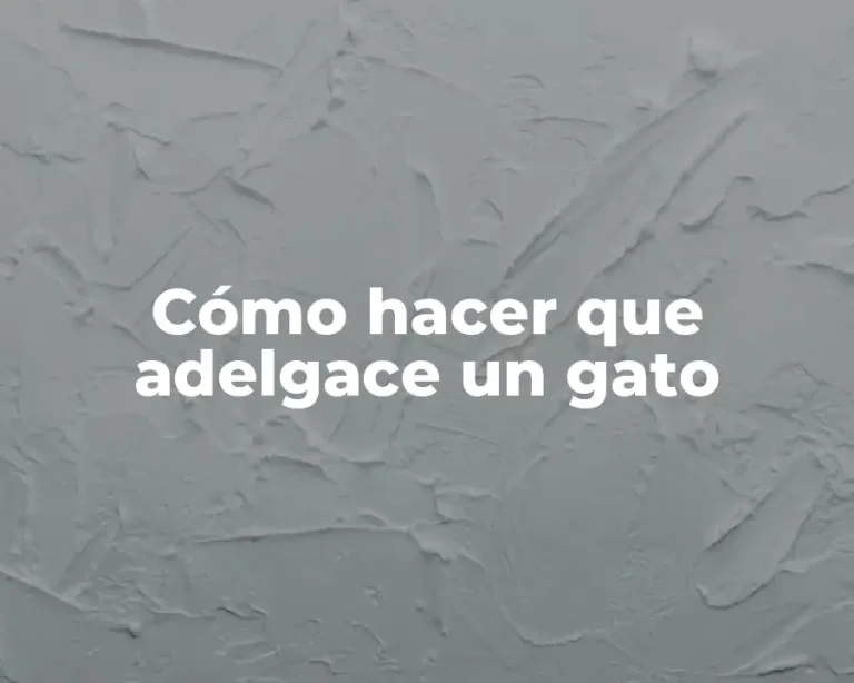 Cómo hacer que adelgace un gato