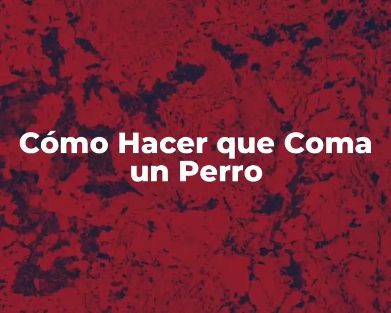 Cómo Hacer que Coma un Perro