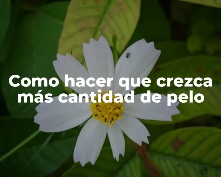 Como hacer que crezca más cantidad de pelo