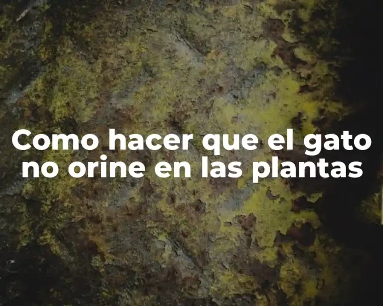 Como hacer que el gato no orine en las plantas