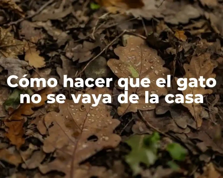 Cómo hacer que el gato no se vaya de la casa