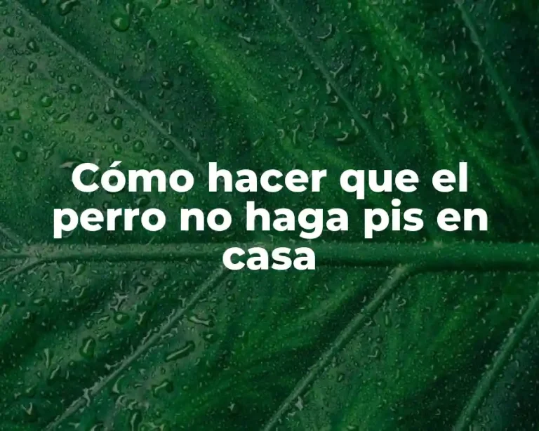 Cómo hacer que el perro no haga pis en casa