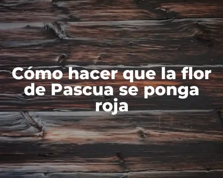Cómo hacer que la flor de Pascua se ponga roja