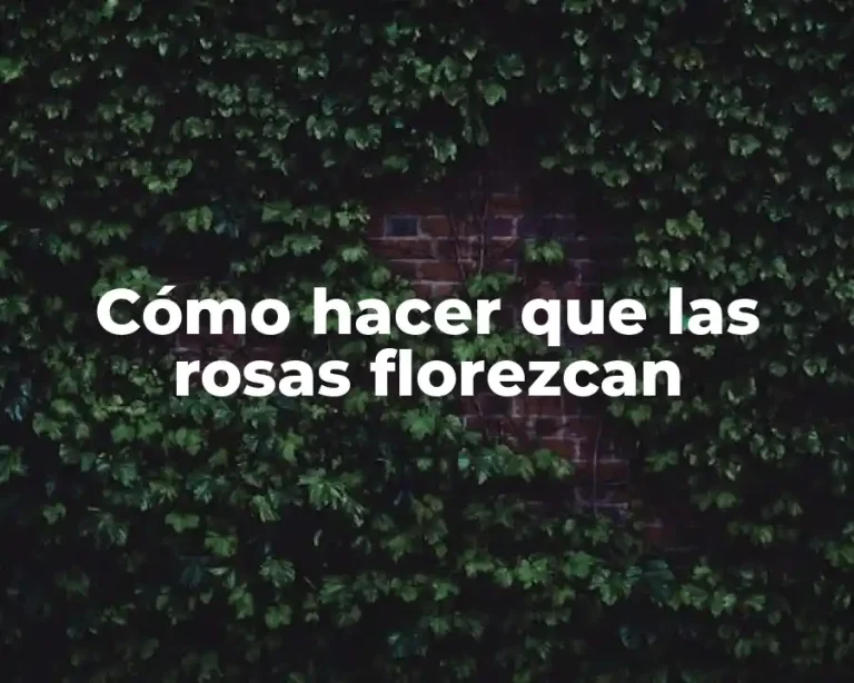 Cómo hacer que las rosas florezcan