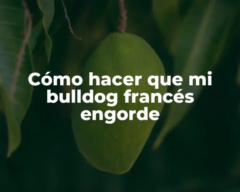 Cómo hacer que mi bulldog francés engorde
