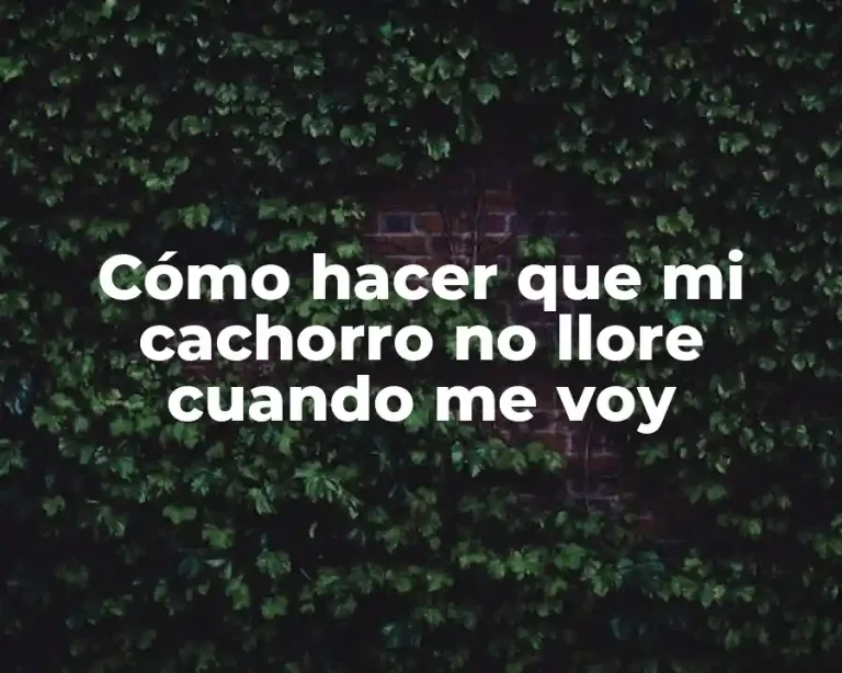 Cómo hacer que mi cachorro no llore cuando me voy