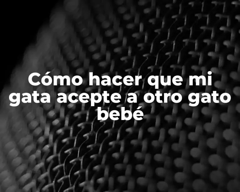 Cómo hacer que mi gata acepte a otro gato bebé