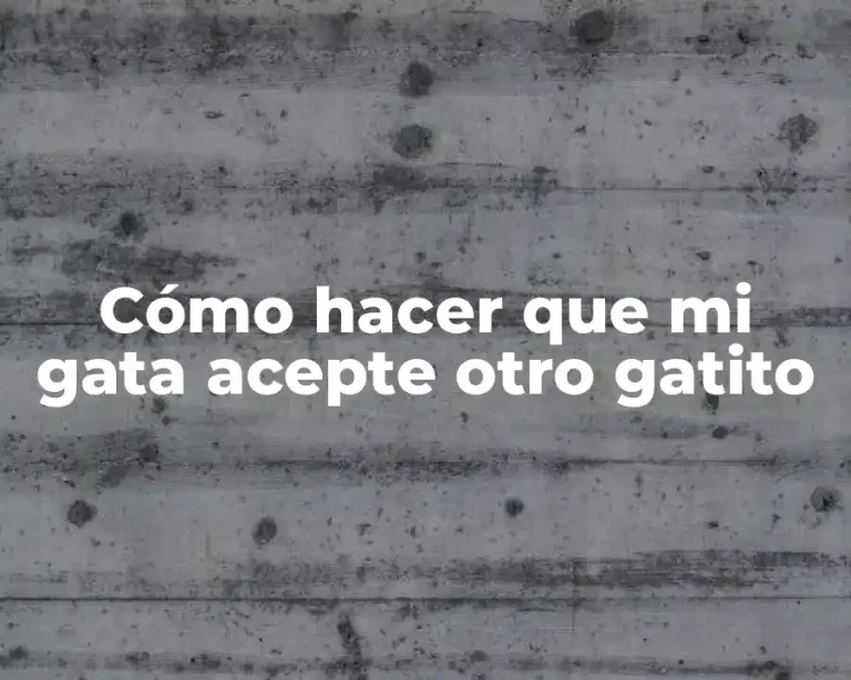 Cómo hacer que mi gata acepte otro gatito