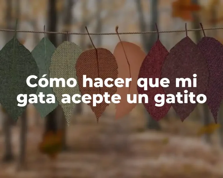Cómo hacer que mi gata acepte un gatito