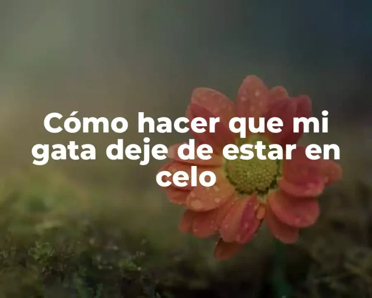 Cómo hacer que mi gata deje de estar en celo