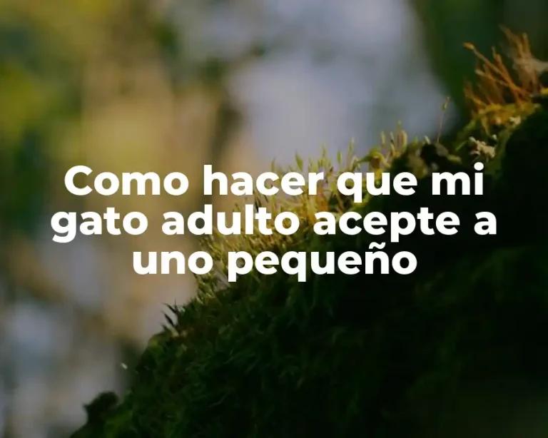 Como hacer que mi gato adulto acepte a uno pequeño