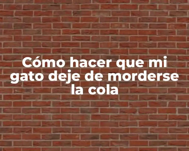 Cómo hacer que mi gato deje de morderse la cola