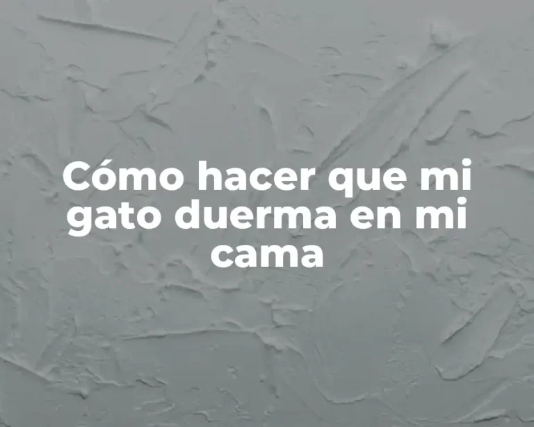 Cómo hacer que mi gato duerma en mi cama