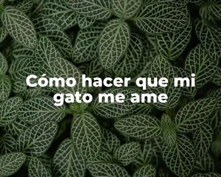 Cómo hacer que mi gato me ame