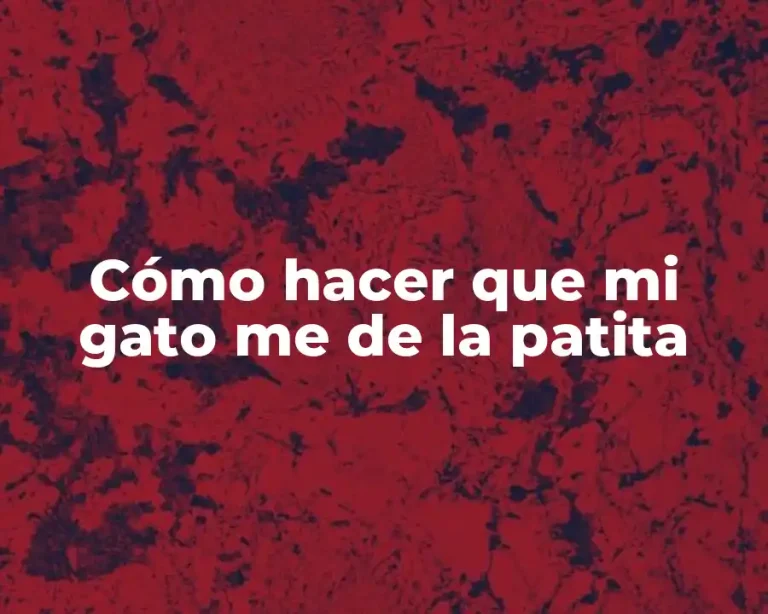 Cómo hacer que mi gato me de la patita