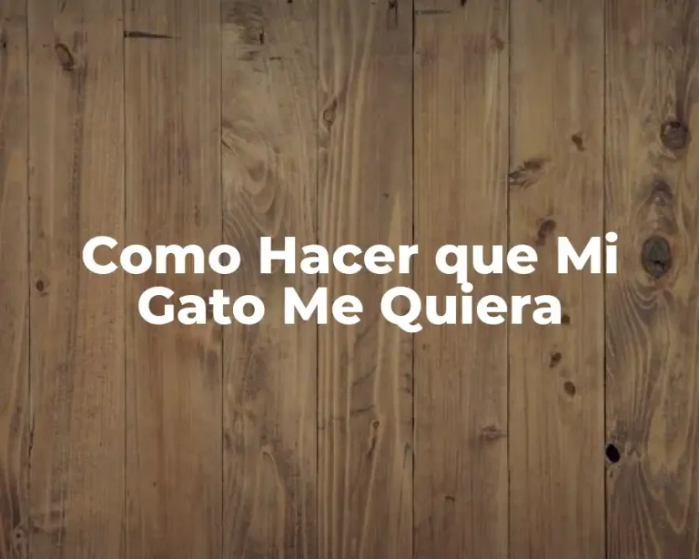 Como Hacer que Mi Gato Me Quiera