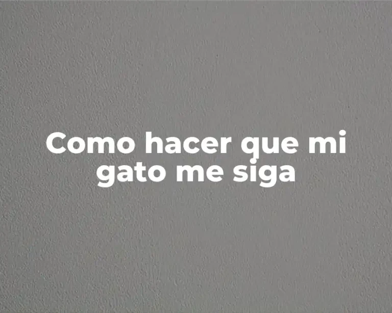 Como hacer que mi gato me siga