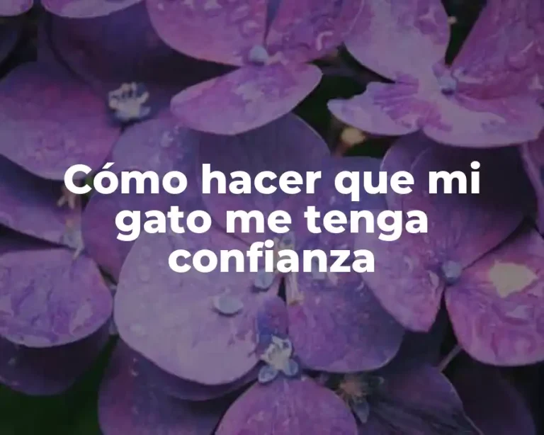 Cómo hacer que mi gato me tenga confianza